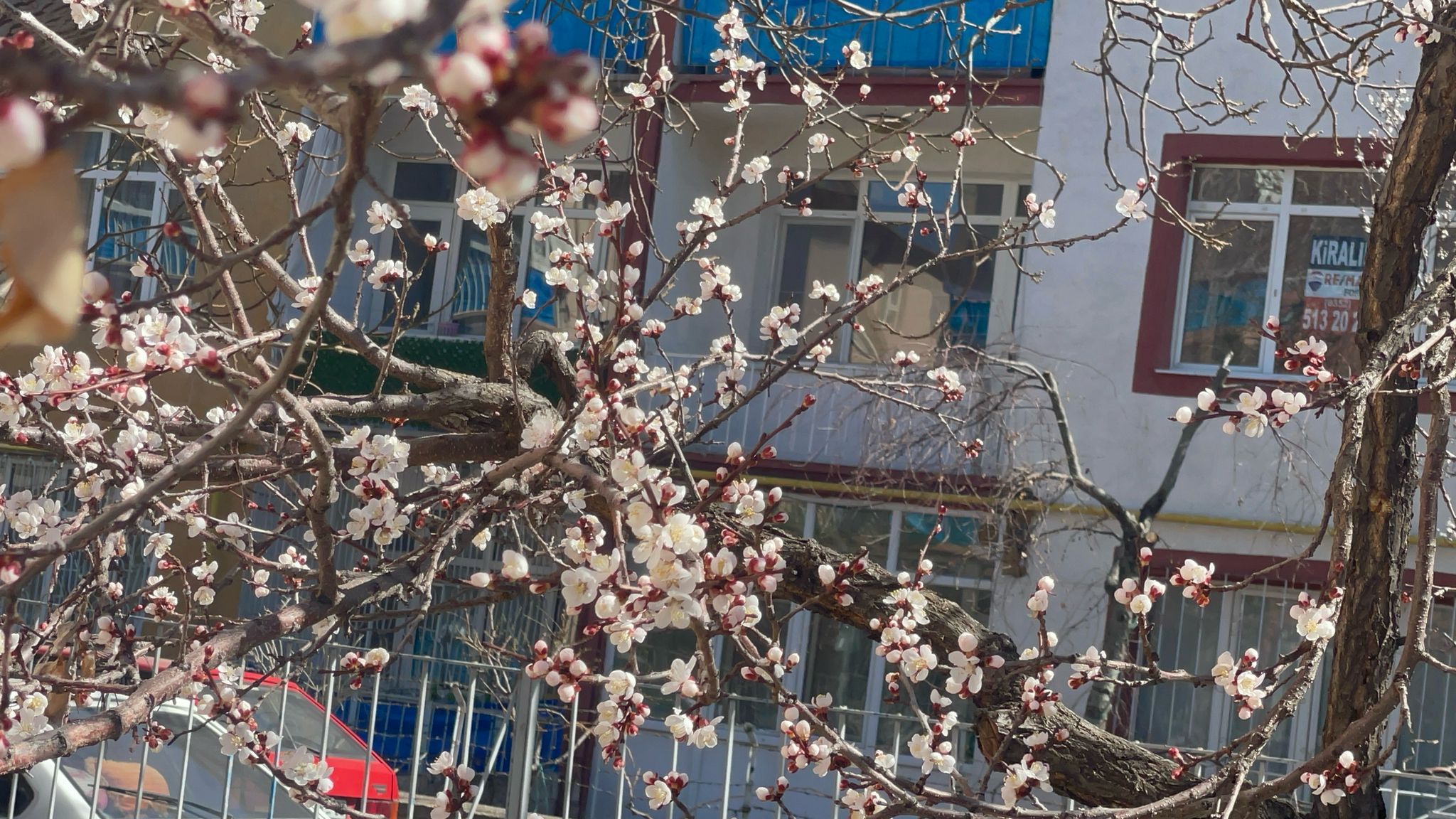 KAYSERİ’DE MEYVE AĞAÇLARı ÇİÇEK AÇTı